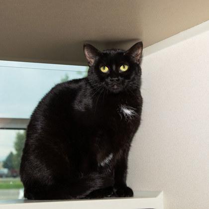 Enlarge Vivienne, a Adoptable Domestic Short Hair in Longmont, CO image 2/2