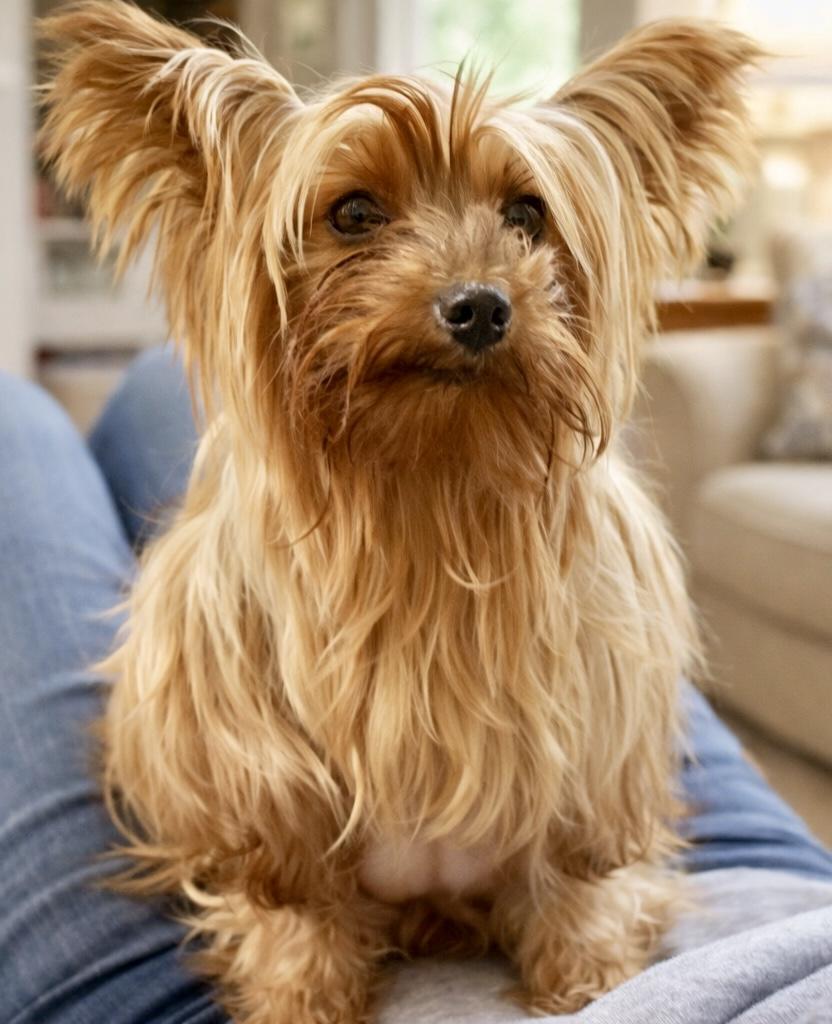 Suzie, ADOPTABLE, Adult Female Yorkshire Terrier.