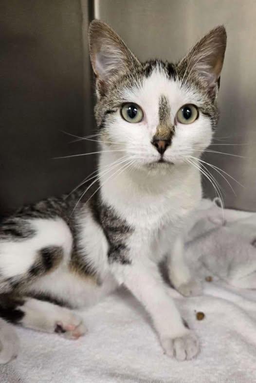 Enlarge Grace - ADOPTED!, an adopted Domestic Short Hair in Amherst, VA image 1/1