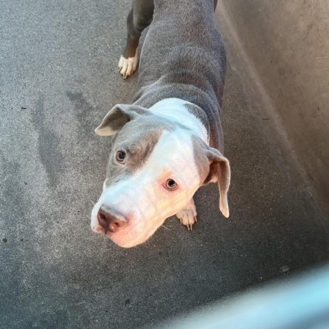 Kale A2119010 3