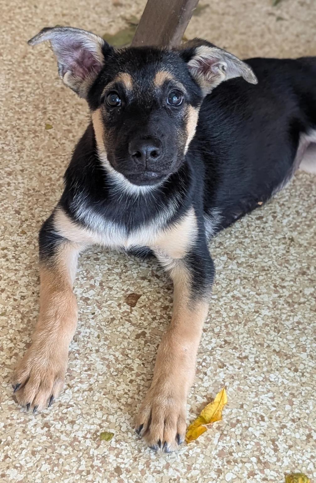 Enlarge Bella, a Adopted mixed breed in Austin, TX image 1/4