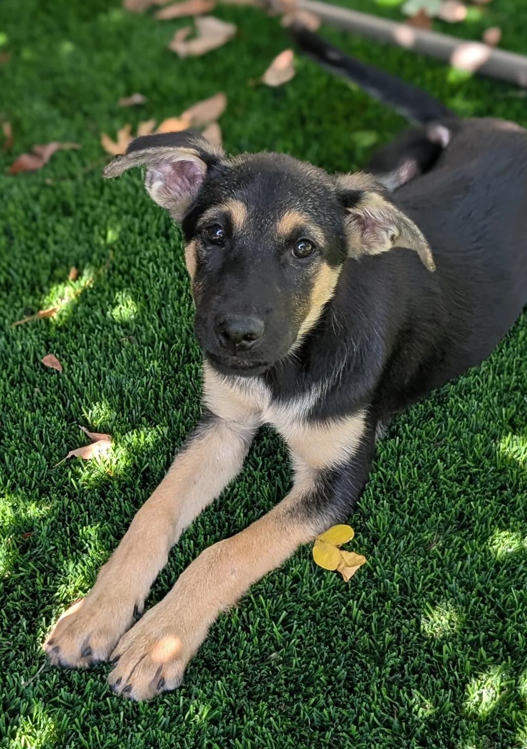 Enlarge Bella, a Adopted mixed breed in Austin, TX image 2/4