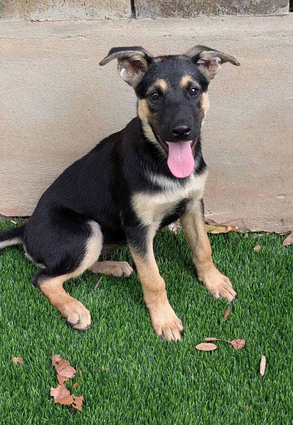 Enlarge Bella, a Adopted mixed breed in Austin, TX image 4/4