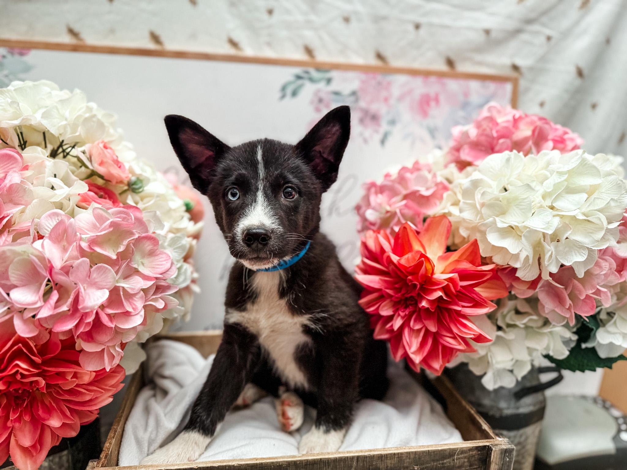 Enlarge Dual Ray, a Adoptable mixed breed in Newberg, OR image 1/3