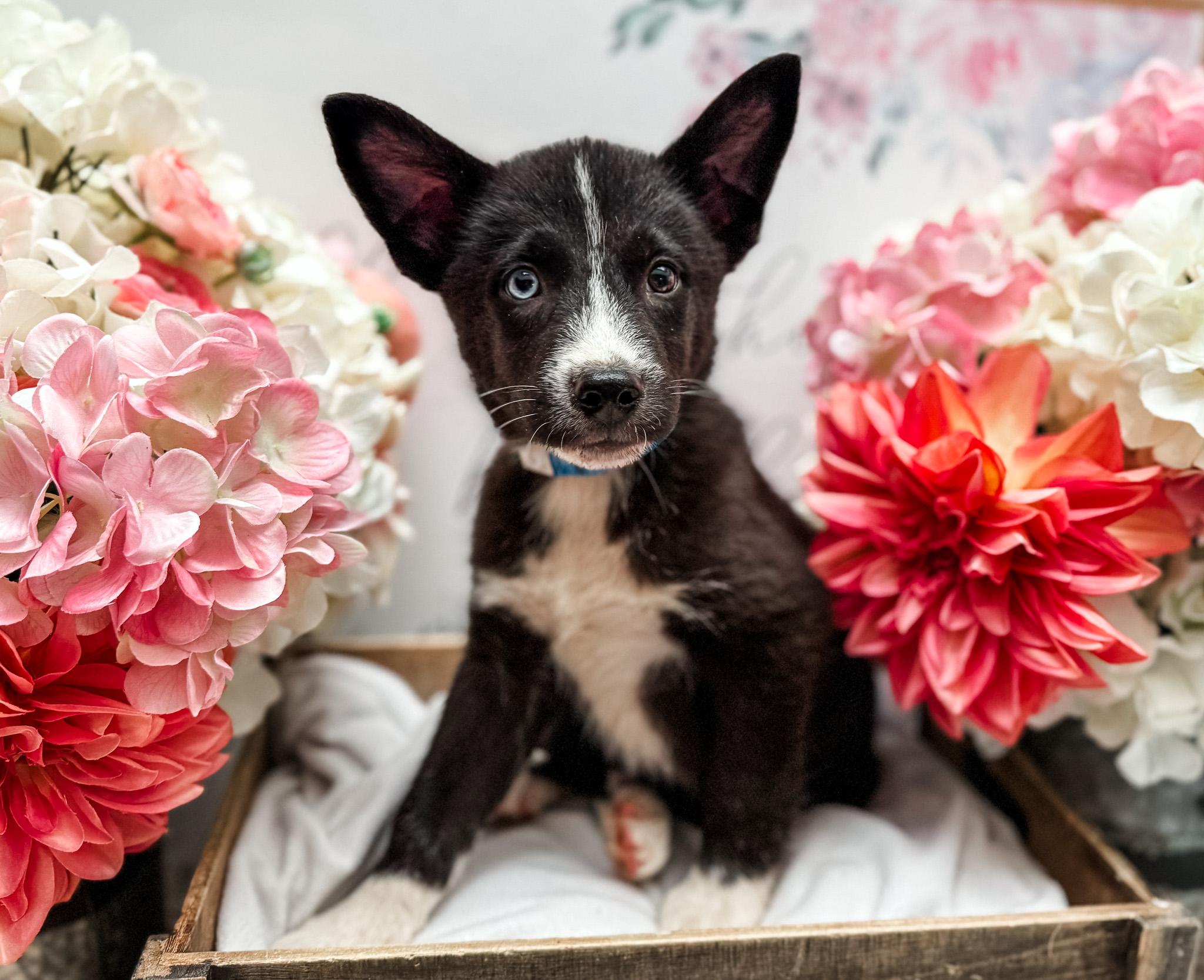 Enlarge Dual Ray, a Adoptable mixed breed in Newberg, OR image 2/3
