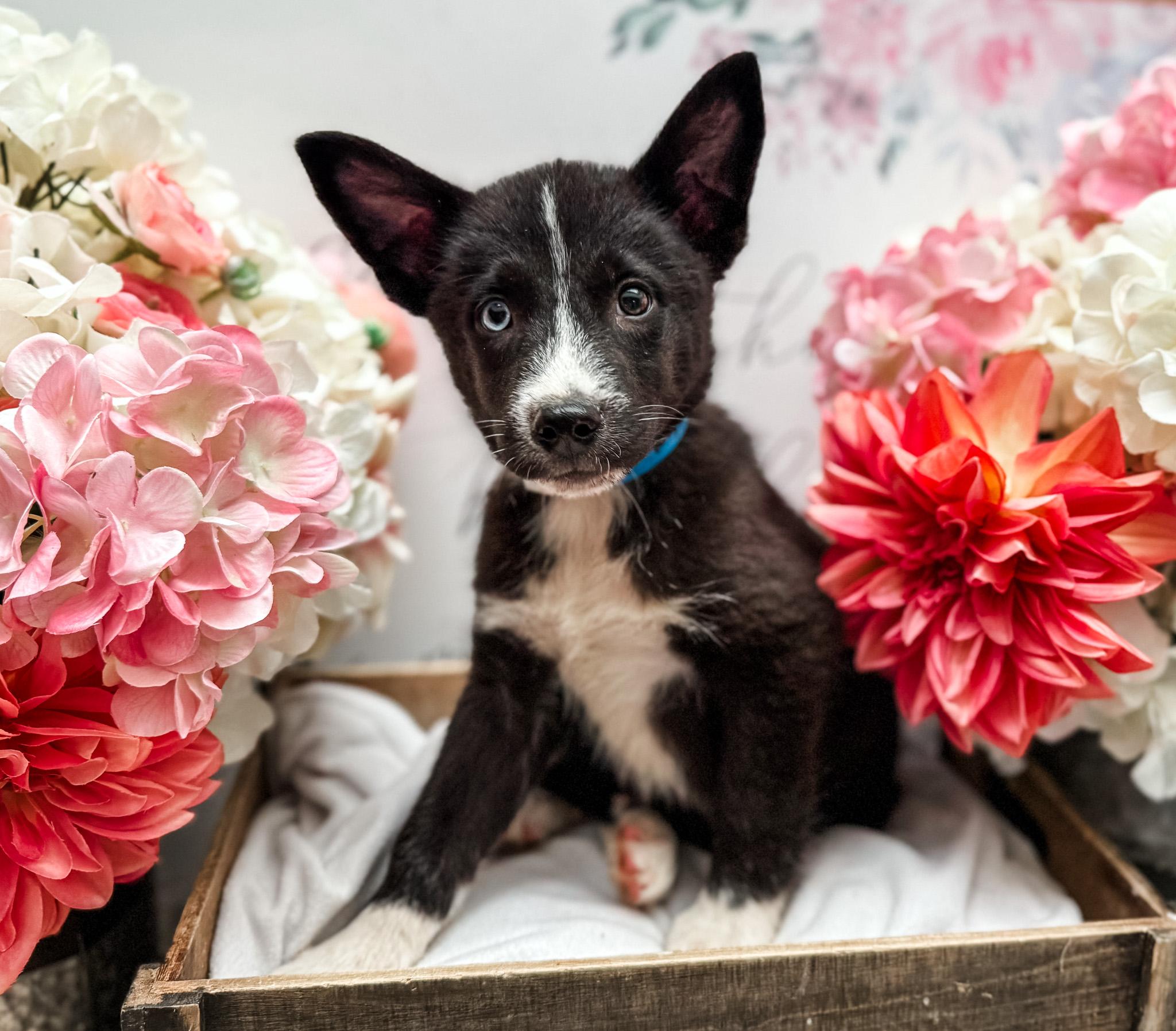 Enlarge Dual Ray, a Adoptable mixed breed in Newberg, OR image 3/3
