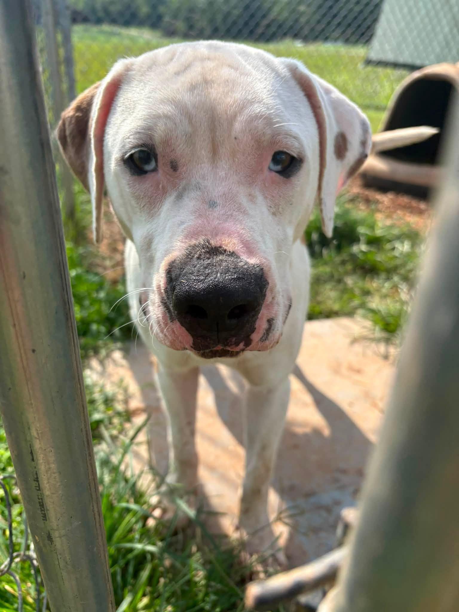 Enlarge Hippo, a ADOPTABLE mixed breed in Munfordville, KY image 1/1