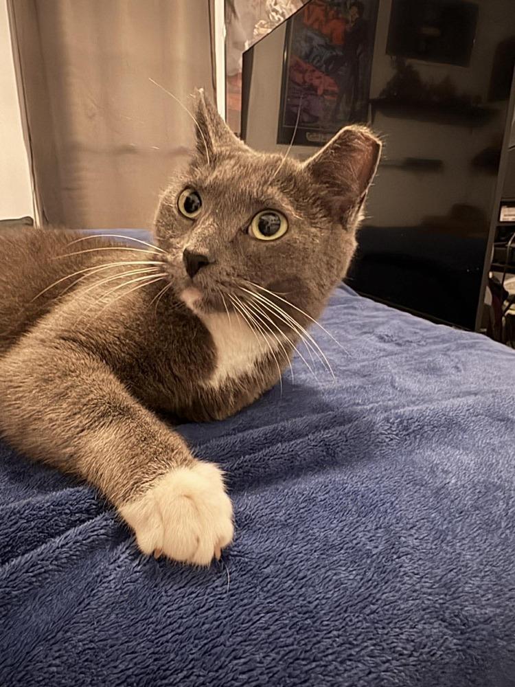Chloe, Adoptable, Adult Female Domestic Short Hair.
