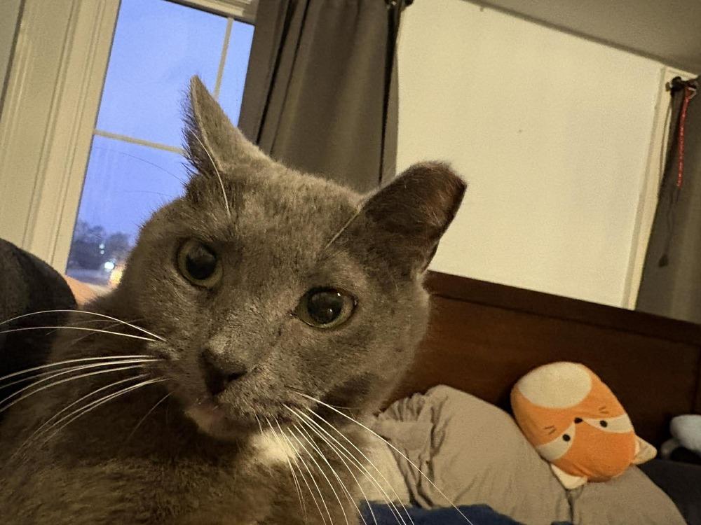Enlarge Chloe, a Adoptable Domestic Short Hair in Wilson, NC image 2/5