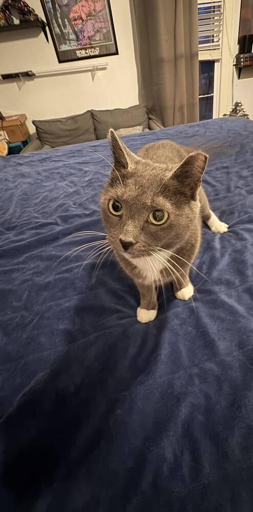 Enlarge Chloe, a Adoptable Domestic Short Hair in Wilson, NC image 3/5