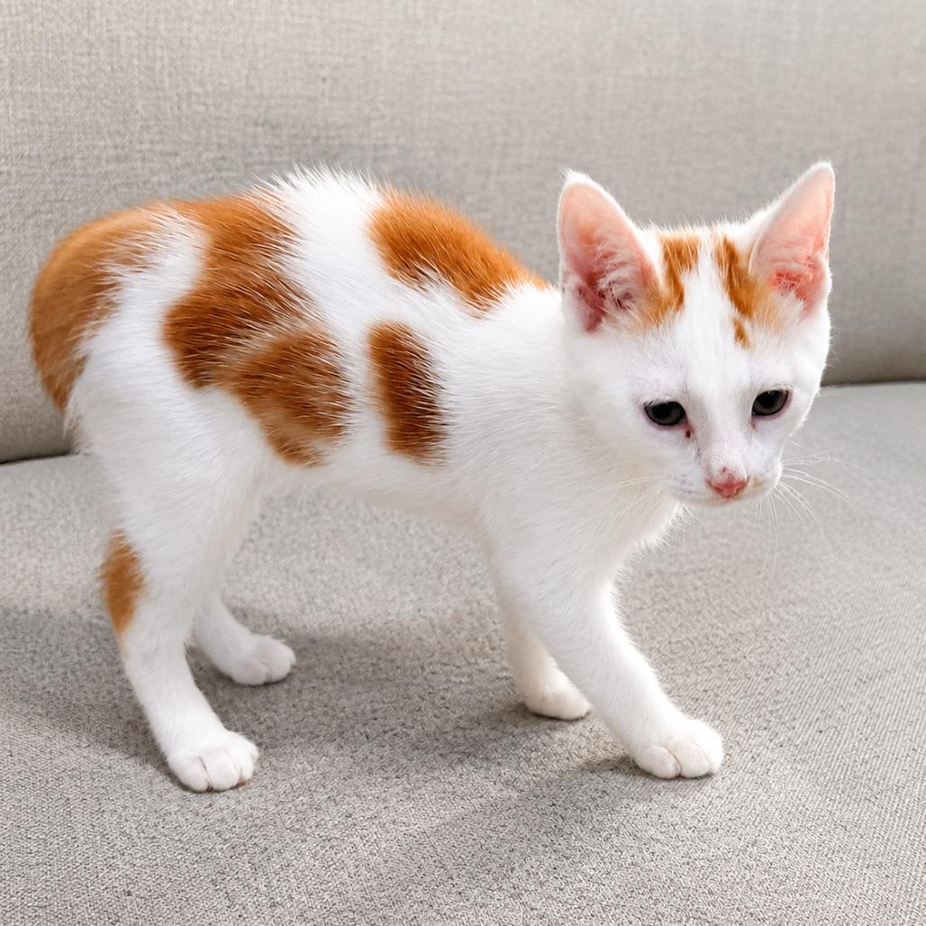 Stitch, Adoptable, Kitten Male Domestic Short Hair.