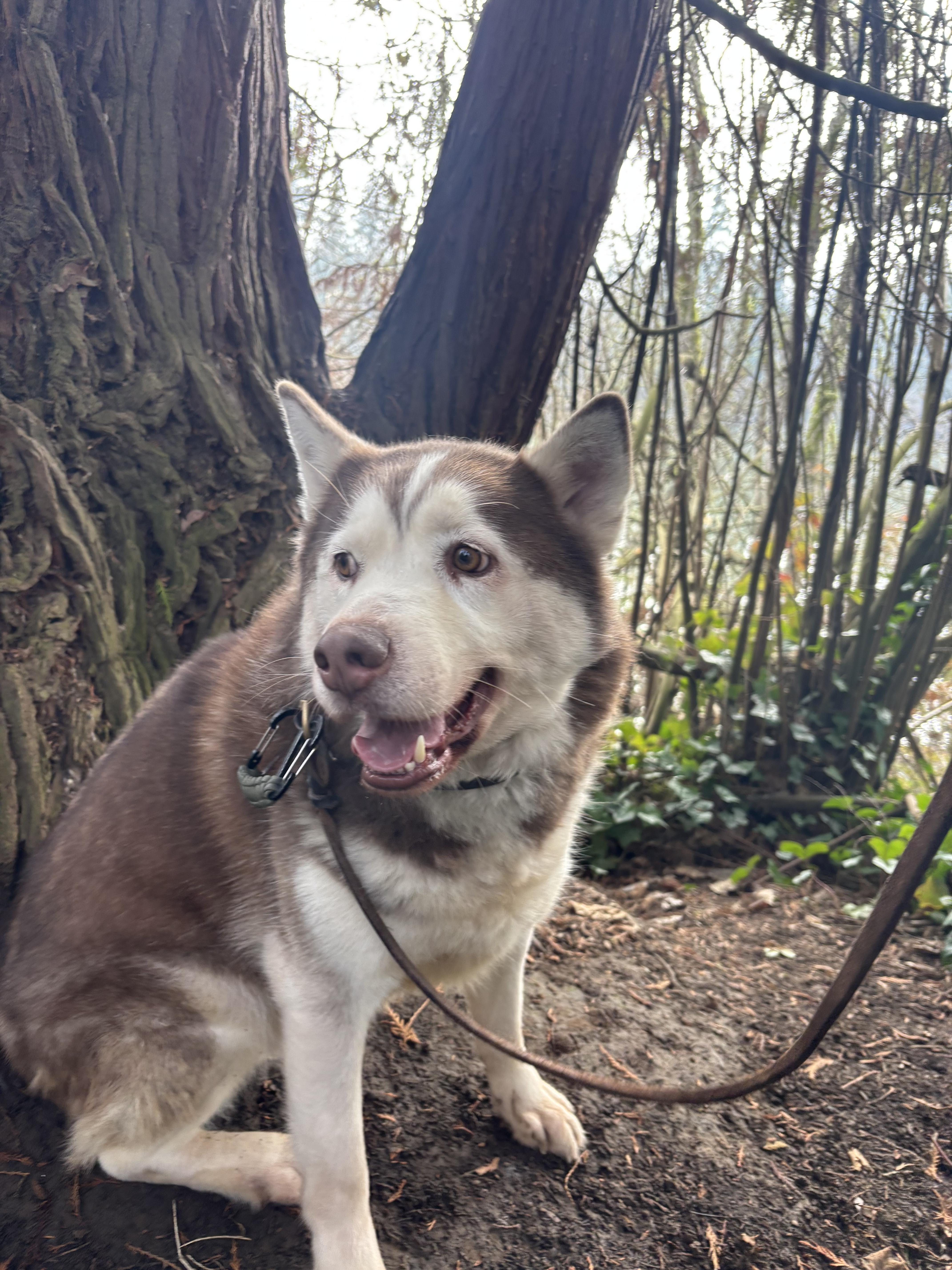 Enlarge Brownie , a ADOPTABLE Husky in Wilsonville, OR image 6/6
