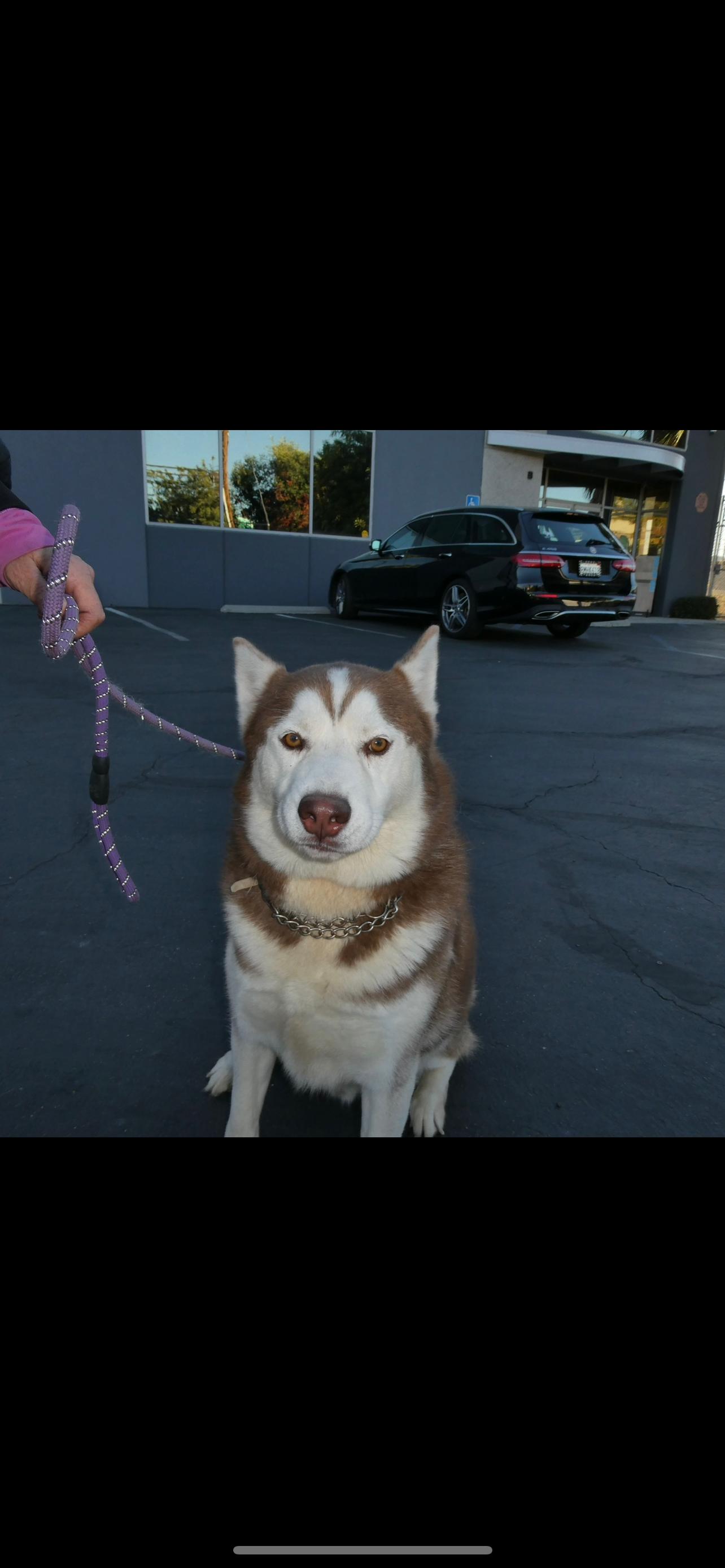 Enlarge Brownie , a ADOPTABLE Husky in Wilsonville, OR image 3/6