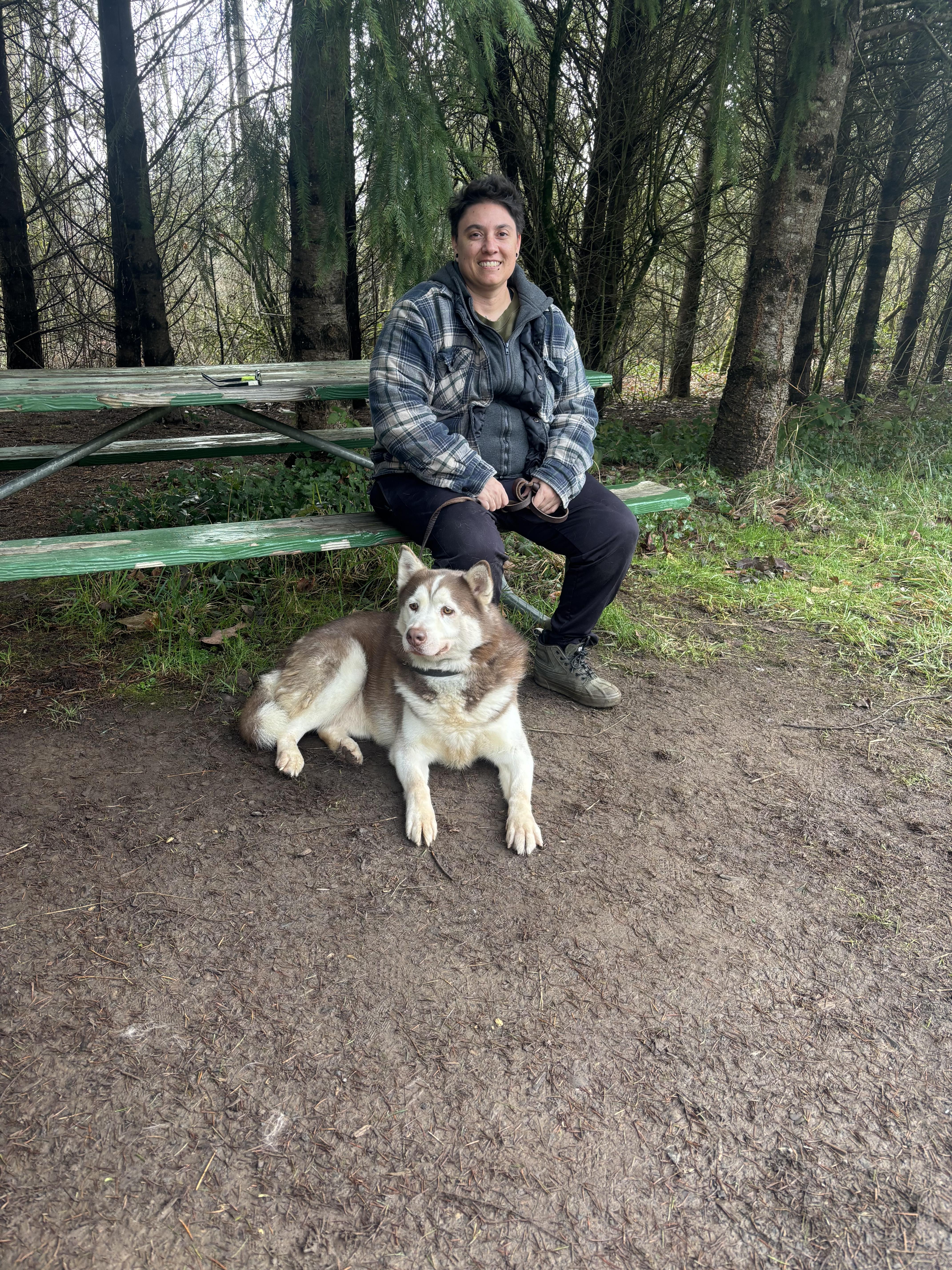 Enlarge Brownie , a ADOPTABLE Husky in Wilsonville, OR image 4/6