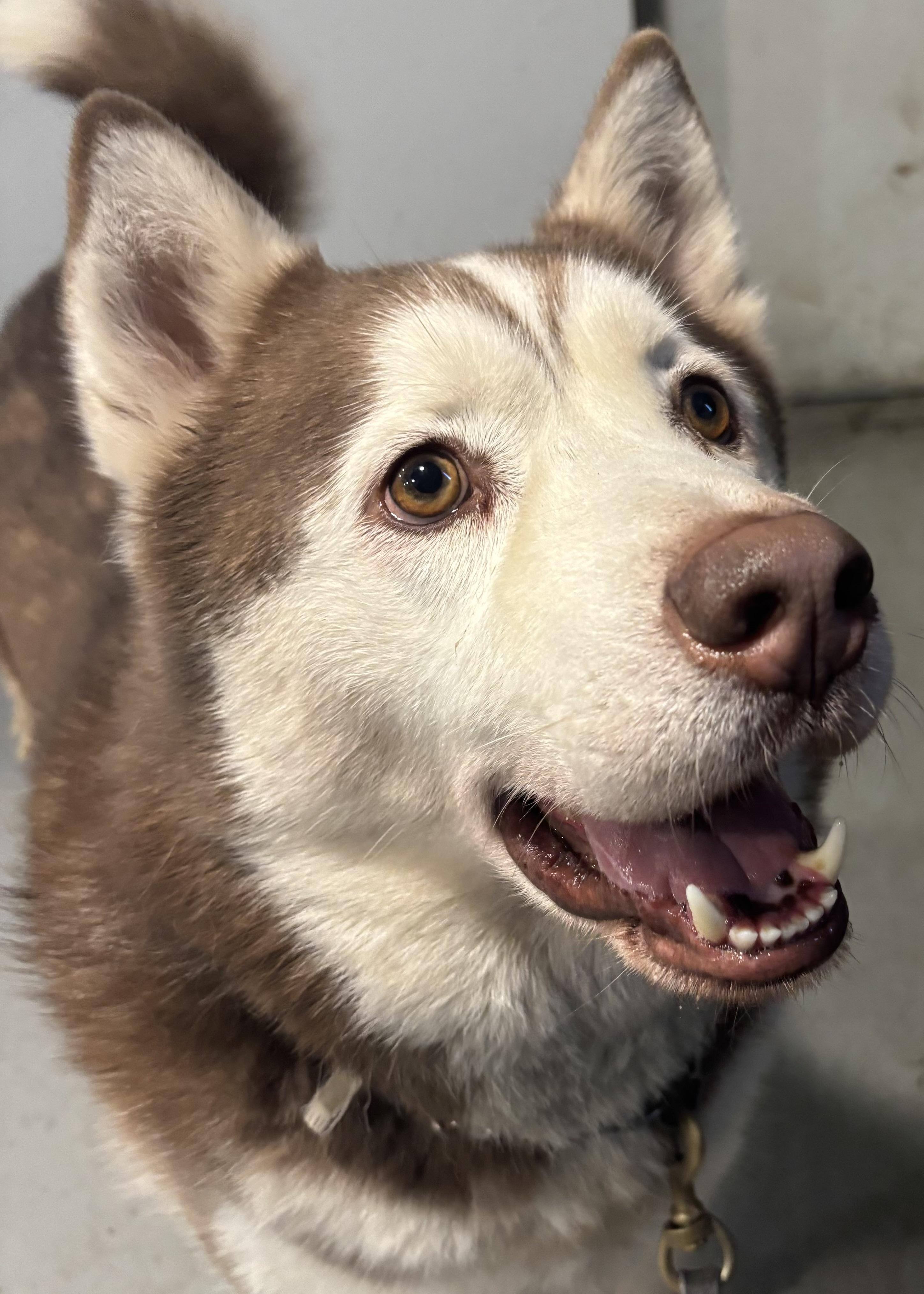 Enlarge Brownie , a ADOPTABLE Husky in Wilsonville, OR image 5/6