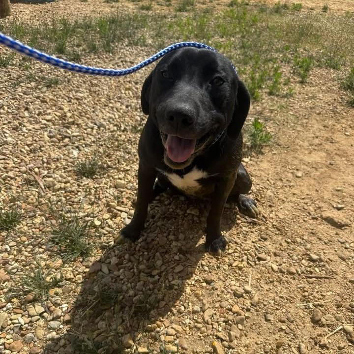 Dory 060107, a Adoptable Black Labrador Retriever in Amory, MS image 1/6