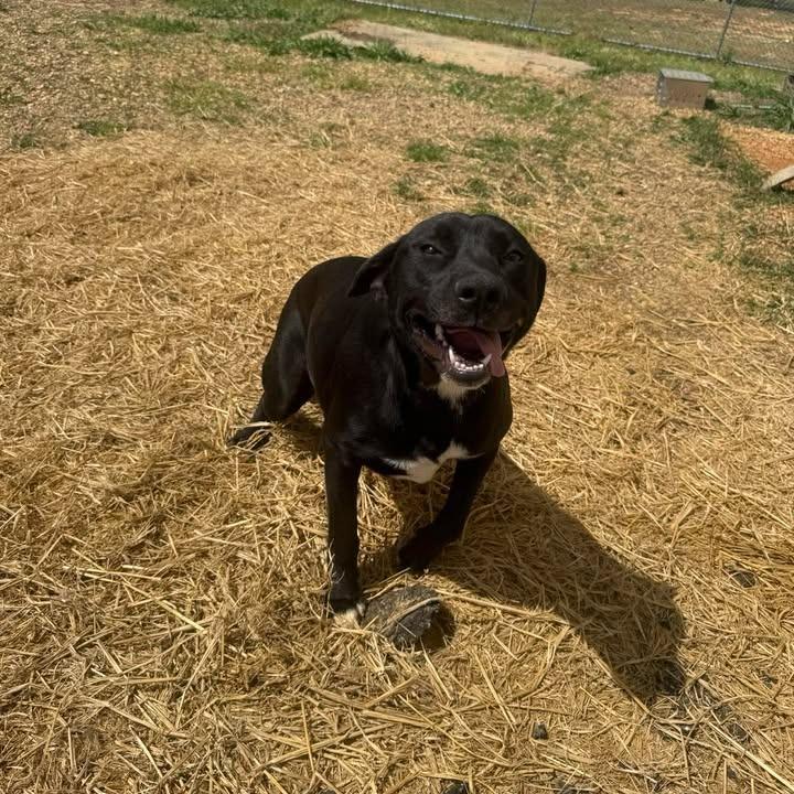 Dory 060107, a Adoptable Black Labrador Retriever in Amory, MS image 2/6