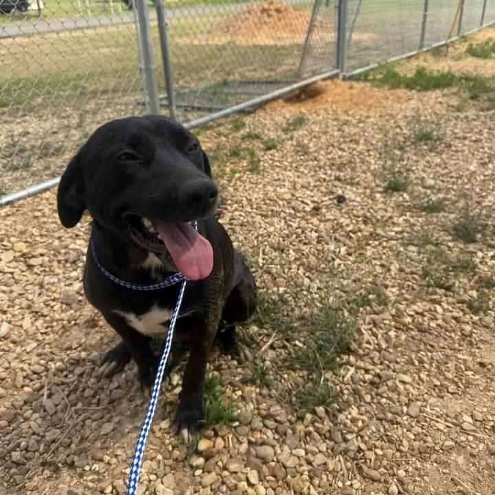 Dory 060107, a Adoptable Black Labrador Retriever in Amory, MS image 3/6
