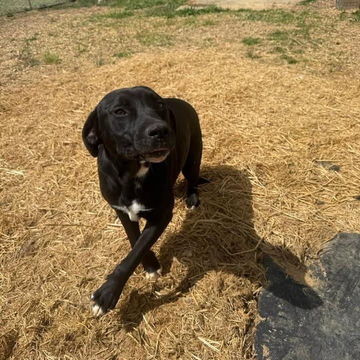 Dory 060107, a Adoptable Black Labrador Retriever in Amory, MS image 4/6