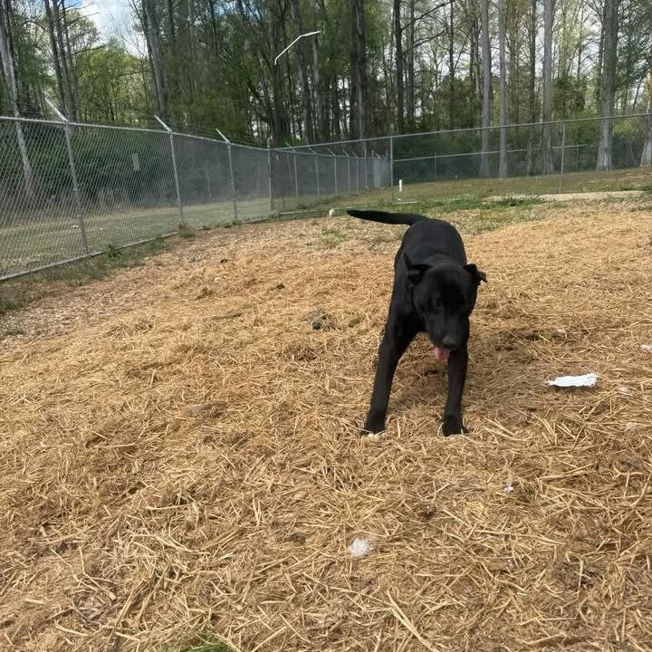 Dory 060107, a Adoptable Black Labrador Retriever in Amory, MS image 5/6
