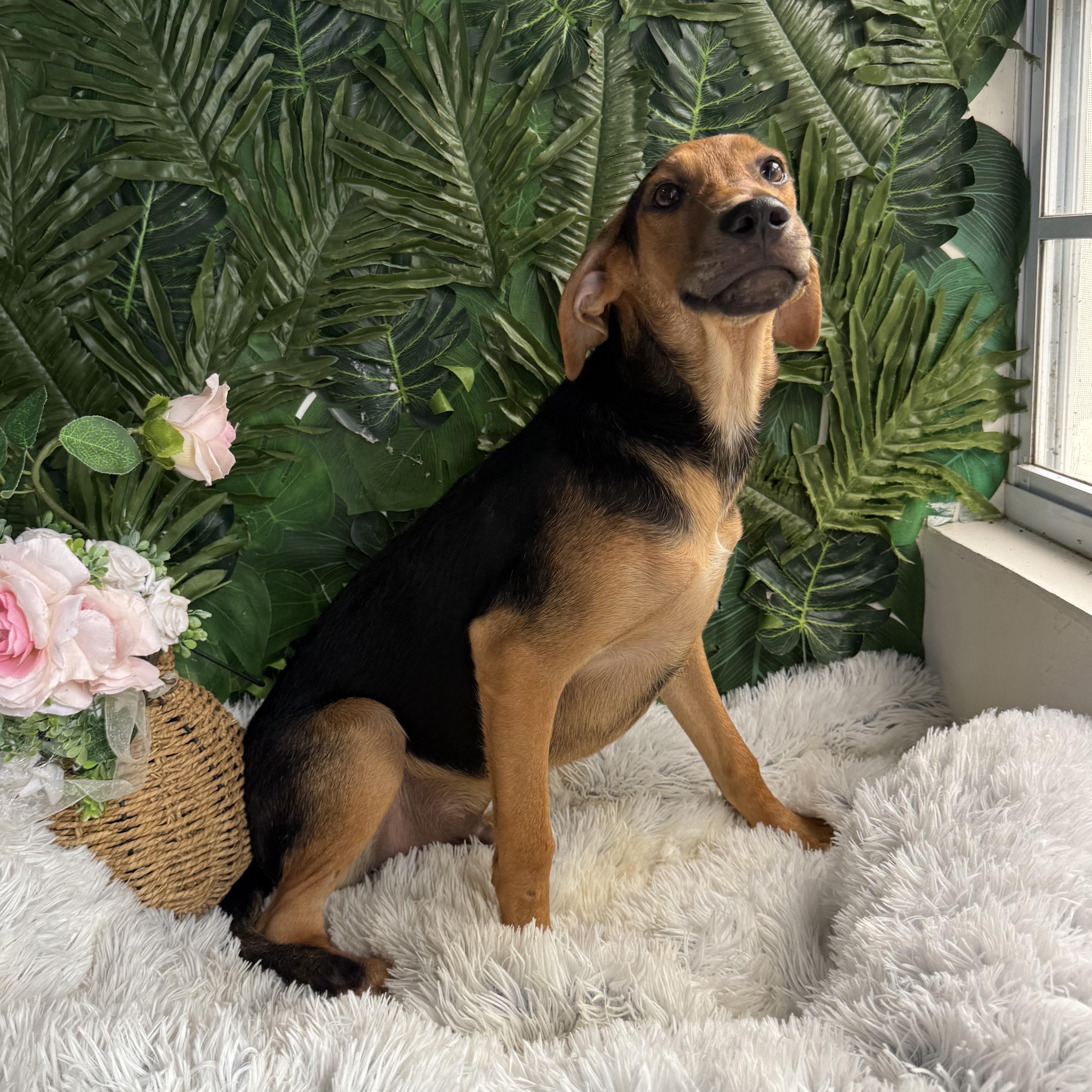 Enlarge Luke, a Adoptable Mixed Breed in Richmond, VA image 1/1