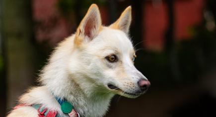 Enlarge Cedar, a ADOPTABLE Pomsky in Carlsbad Springs, ON image 4/4
