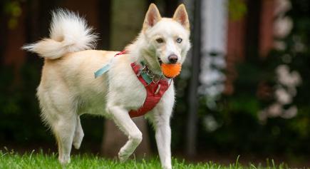 Enlarge Cedar, a ADOPTABLE Pomsky in Carlsbad Springs, ON image 2/4