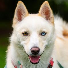 Enlarge Cedar, a ADOPTABLE Pomsky in Carlsbad Springs, ON image 1/4