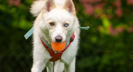 Enlarge Cedar, a ADOPTABLE Pomsky in Carlsbad Springs, ON image 3/4
