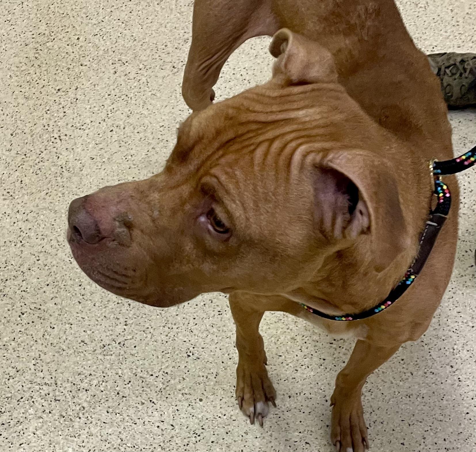 Enlarge Jacko - ADOPTION FEE WAIVED!!!!, an adoptable mixed breed in Muncie, IN image 2/5