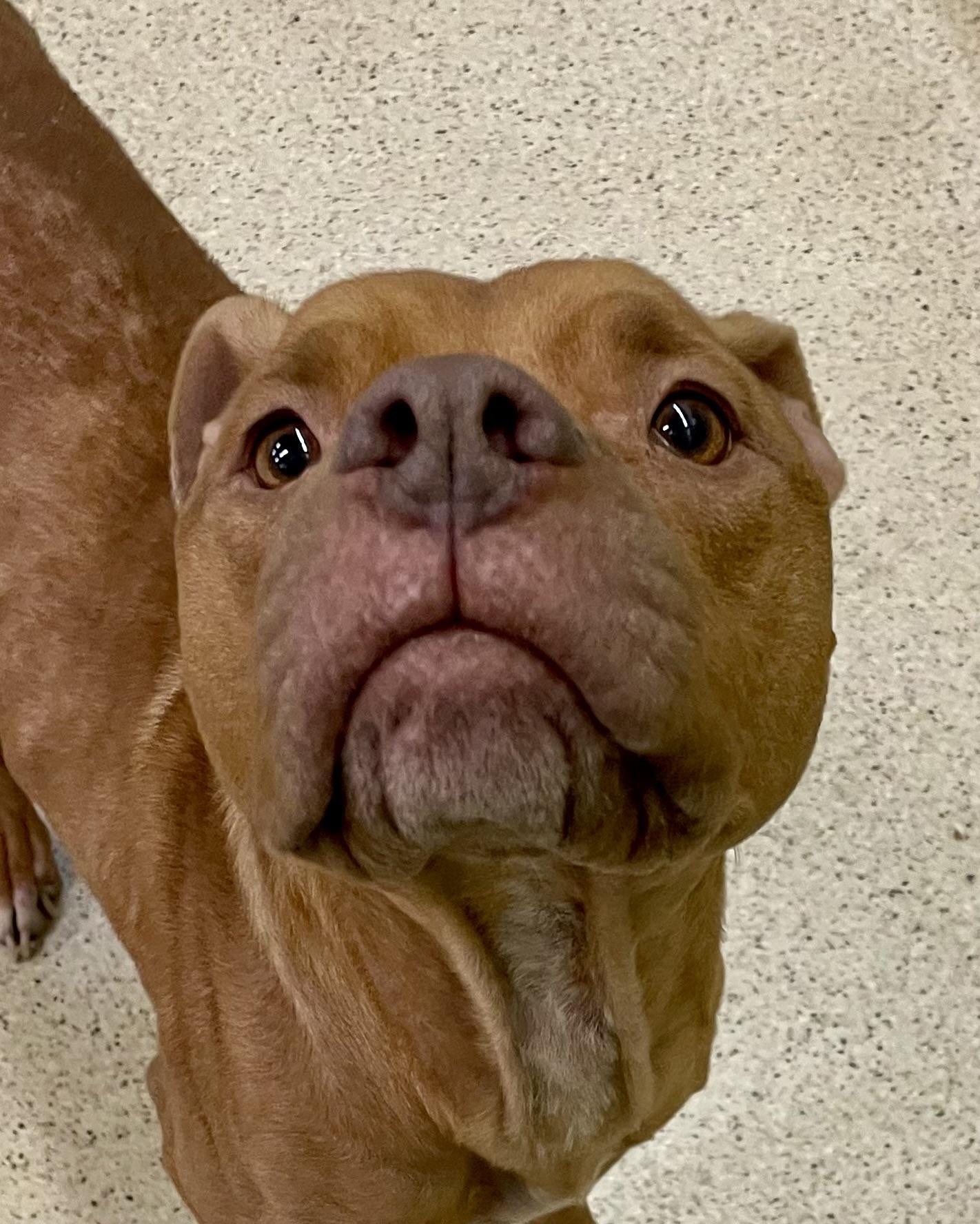 Enlarge Jacko - ADOPTION FEE WAIVED!!!!, an adoptable mixed breed in Muncie, IN image 3/5