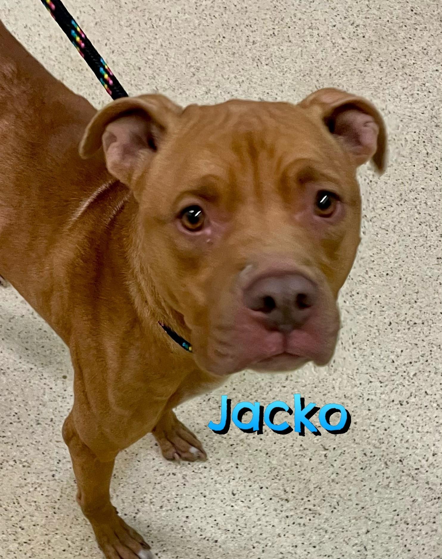 Enlarge Jacko - ADOPTION FEE WAIVED!!!!, an adoptable mixed breed in Muncie, IN image 1/5