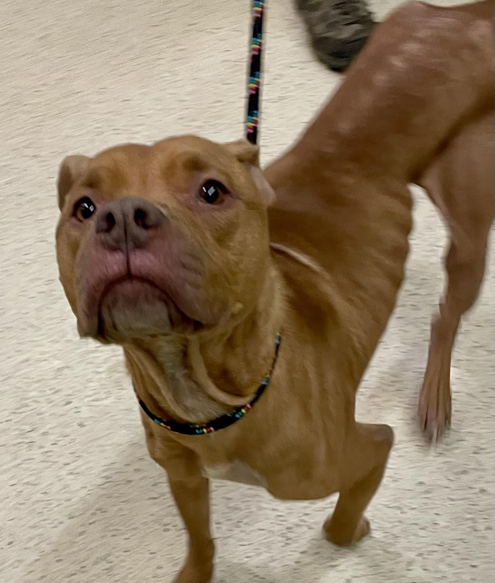 Enlarge Jacko - ADOPTION FEE WAIVED!!!!, an adoptable mixed breed in Muncie, IN image 4/5