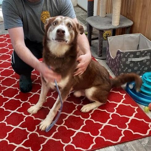 Dale, Adoptable, Adult Male Husky.