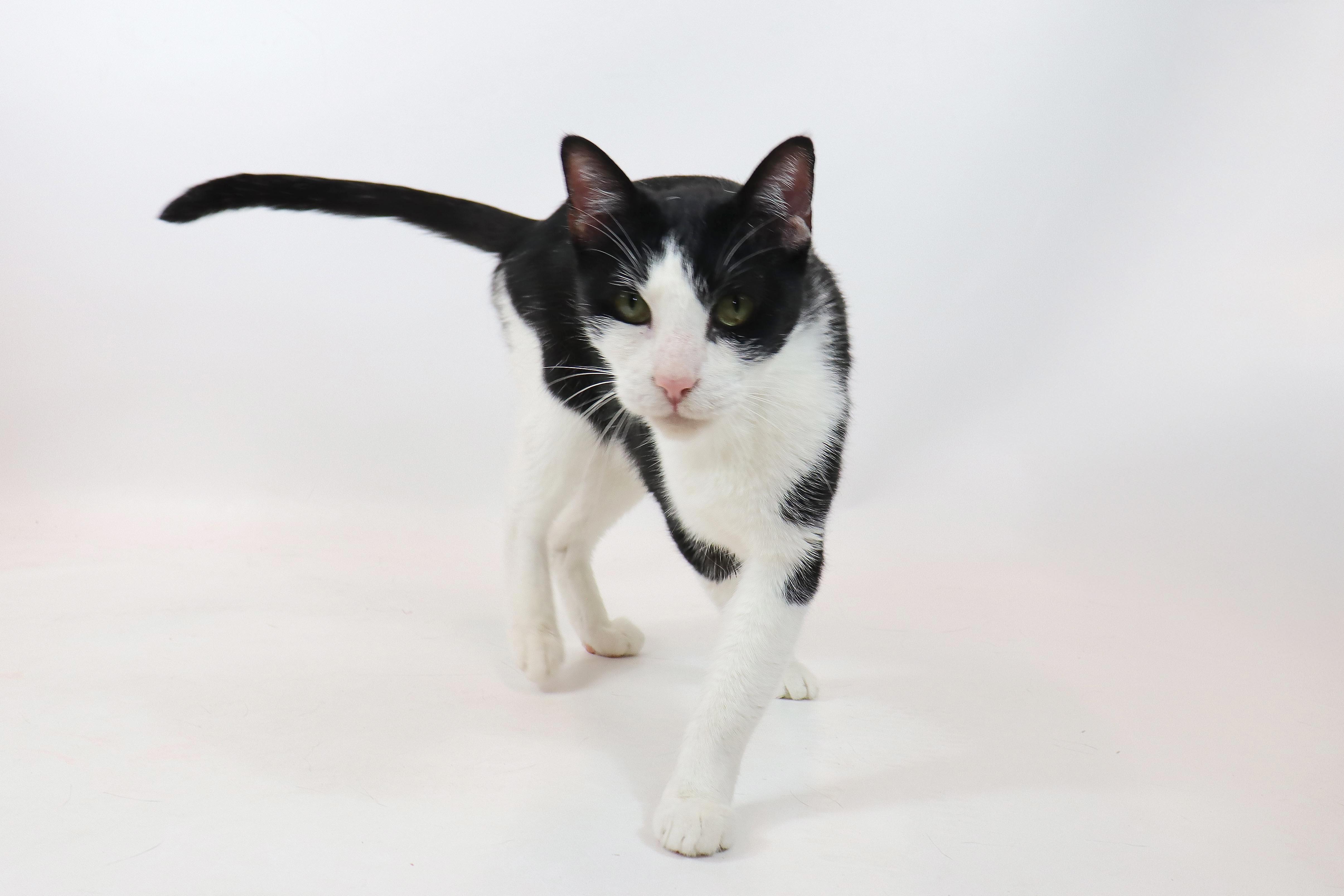 Mash, a Adoptable Domestic Short Hair in Clovis, CA image 2/3