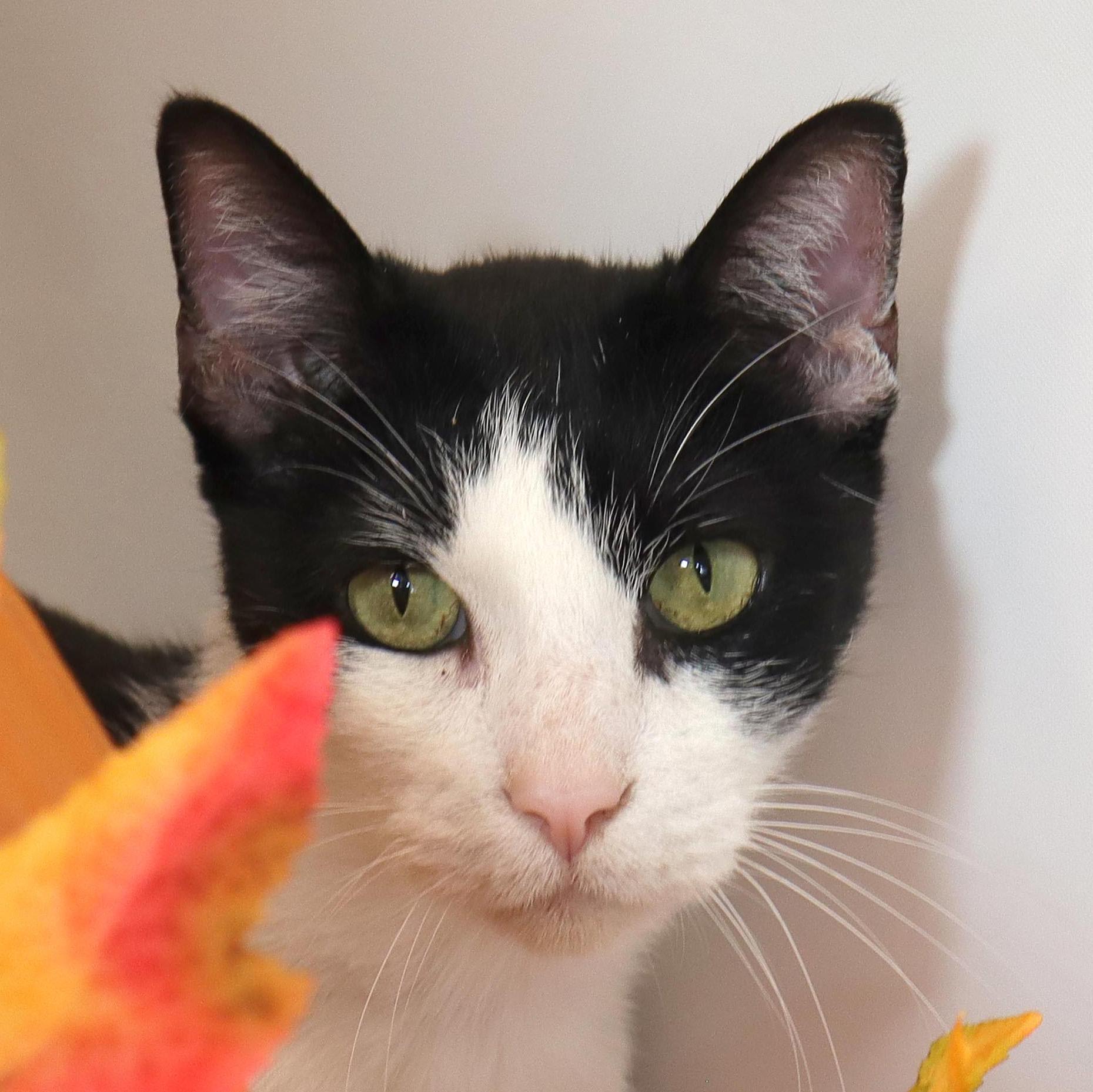 Mash, Adoptable, Adult Male Domestic Short Hair.