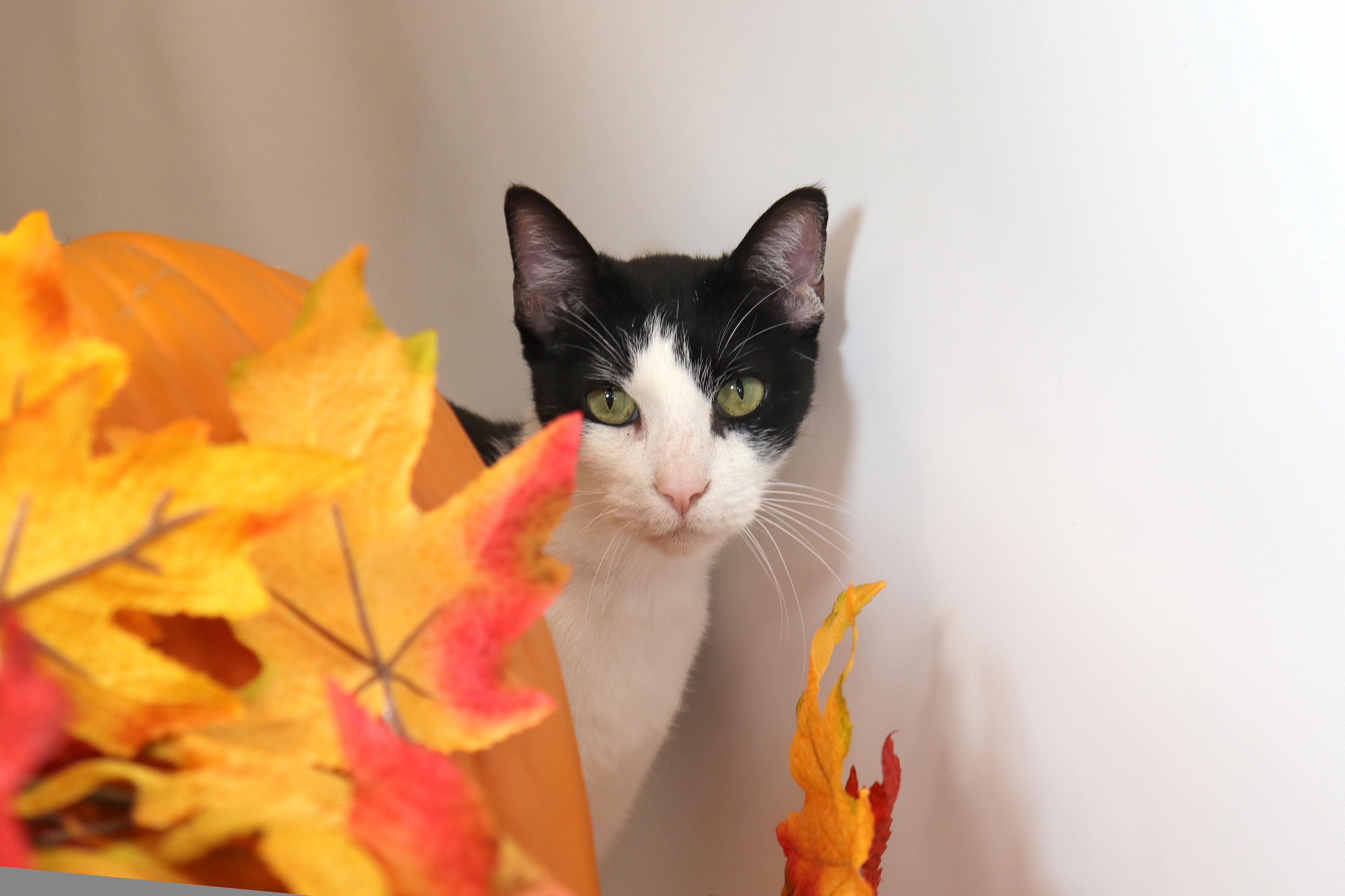 Mash, a Adoptable Domestic Short Hair in Clovis, CA image 3/3