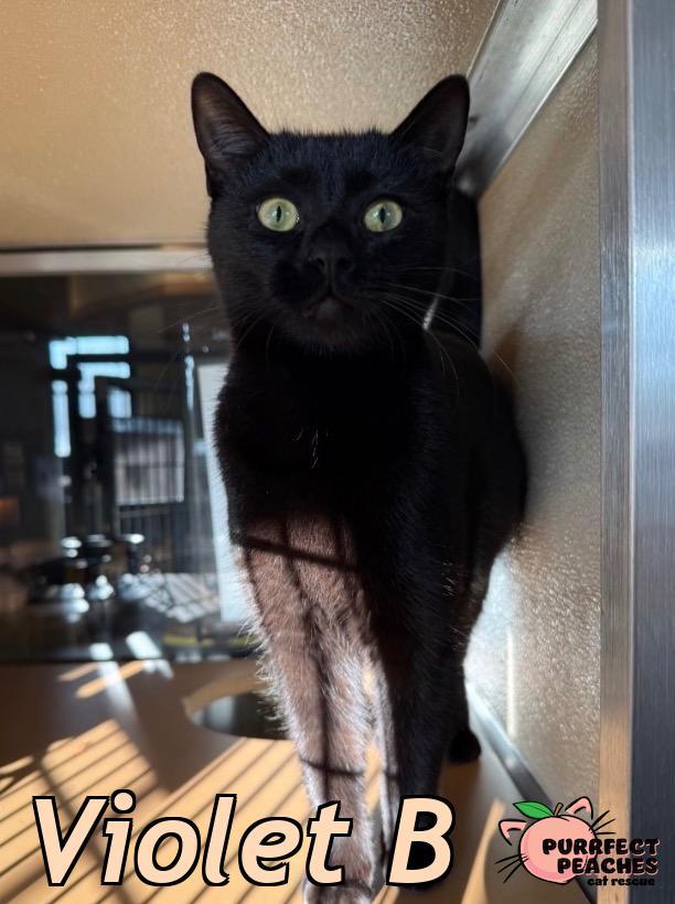 Violet B, Adoptable, Adult Female Bombay.