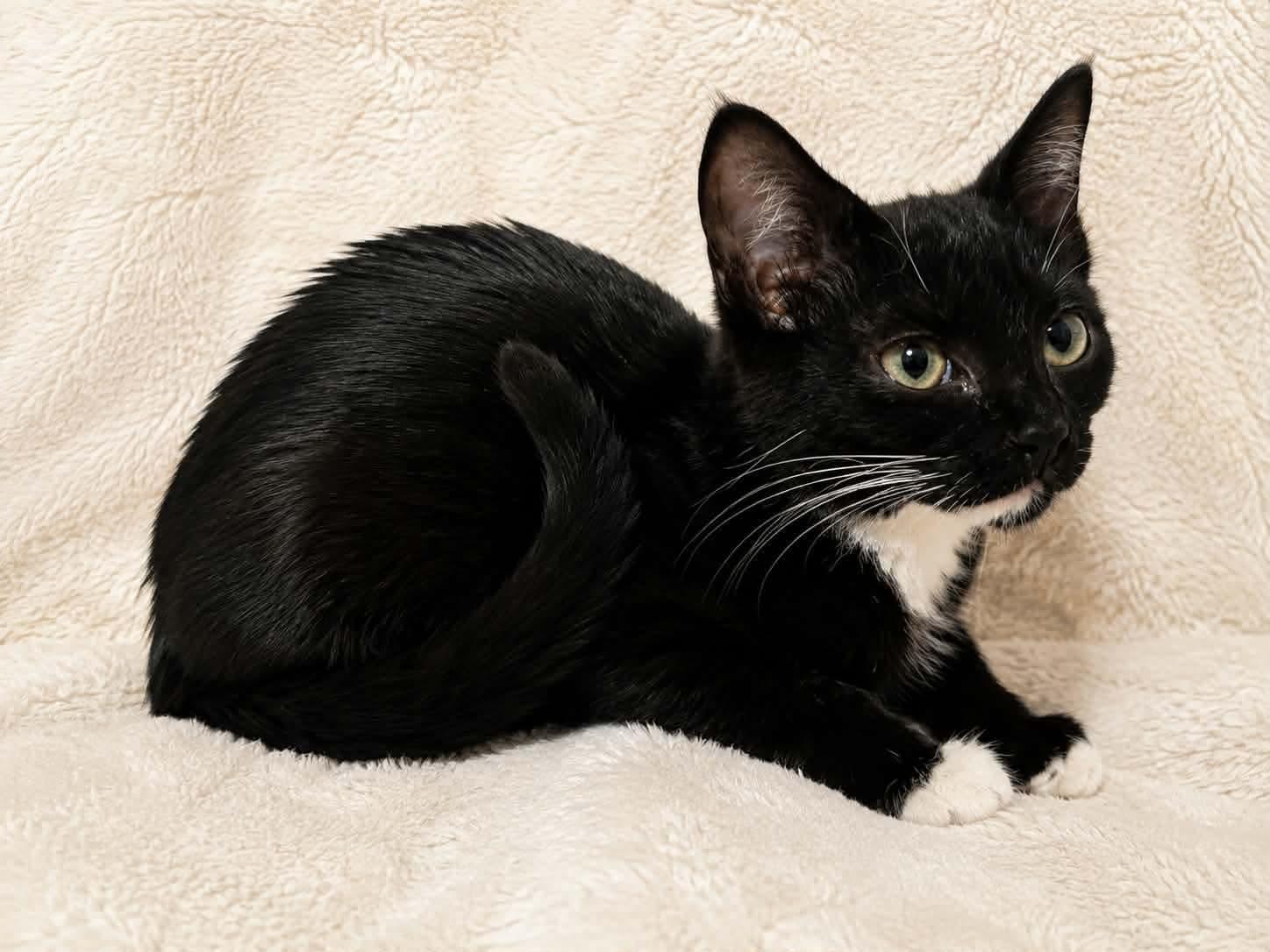 Enlarge Caspian, a Adoptable Domestic Short Hair in Gladstone, OR image 2/2