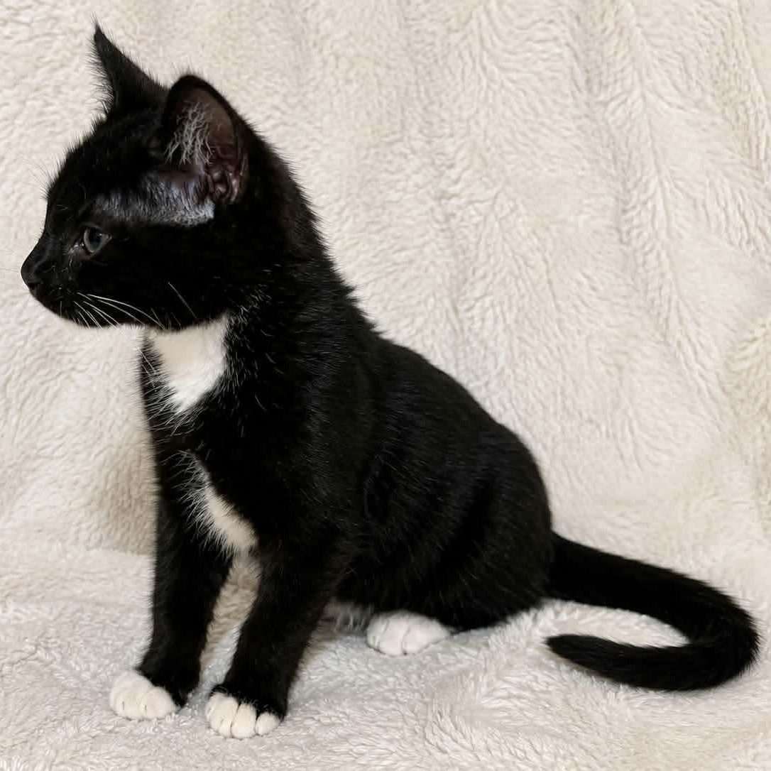 Enlarge Caspian, a Adoptable Domestic Short Hair in Gladstone, OR image 1/2