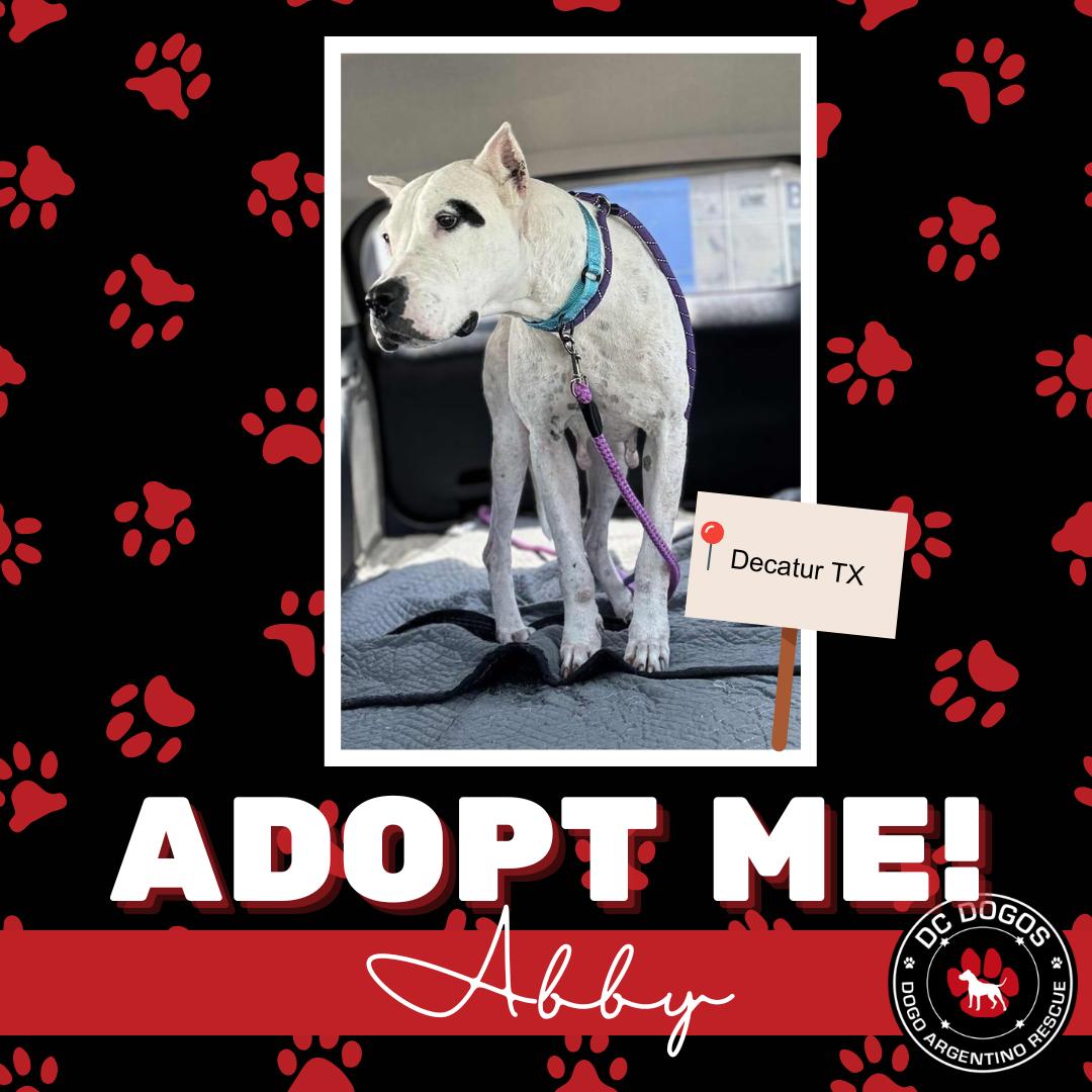 Enlarge Abby, a ADOPTABLE Dogo Argentino in Dallas, TX image 1/1