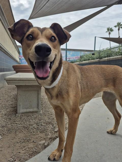 Enlarge FLUTTERSHY, a Adoptable mixed breed in Rancho Cucamonga, CA image 1/1
