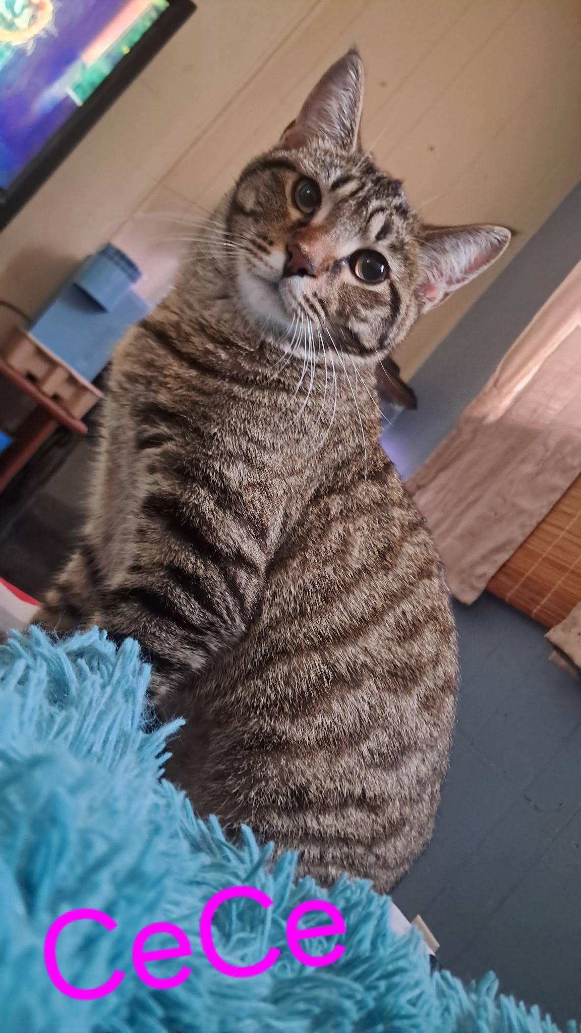 CeCe, Young Female Domestic Short Hair
