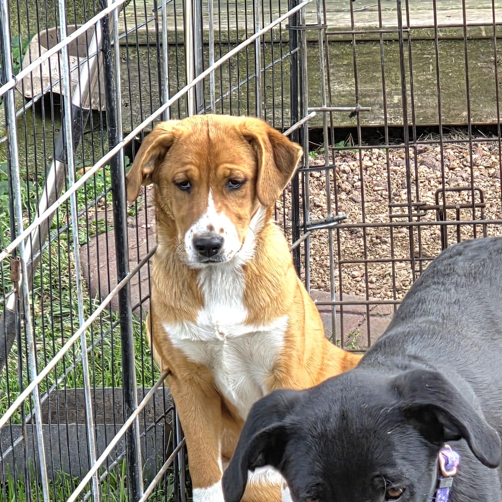 Enlarge ABERDEEN, a Adoptable mixed breed in Evansville, WI image 1/3