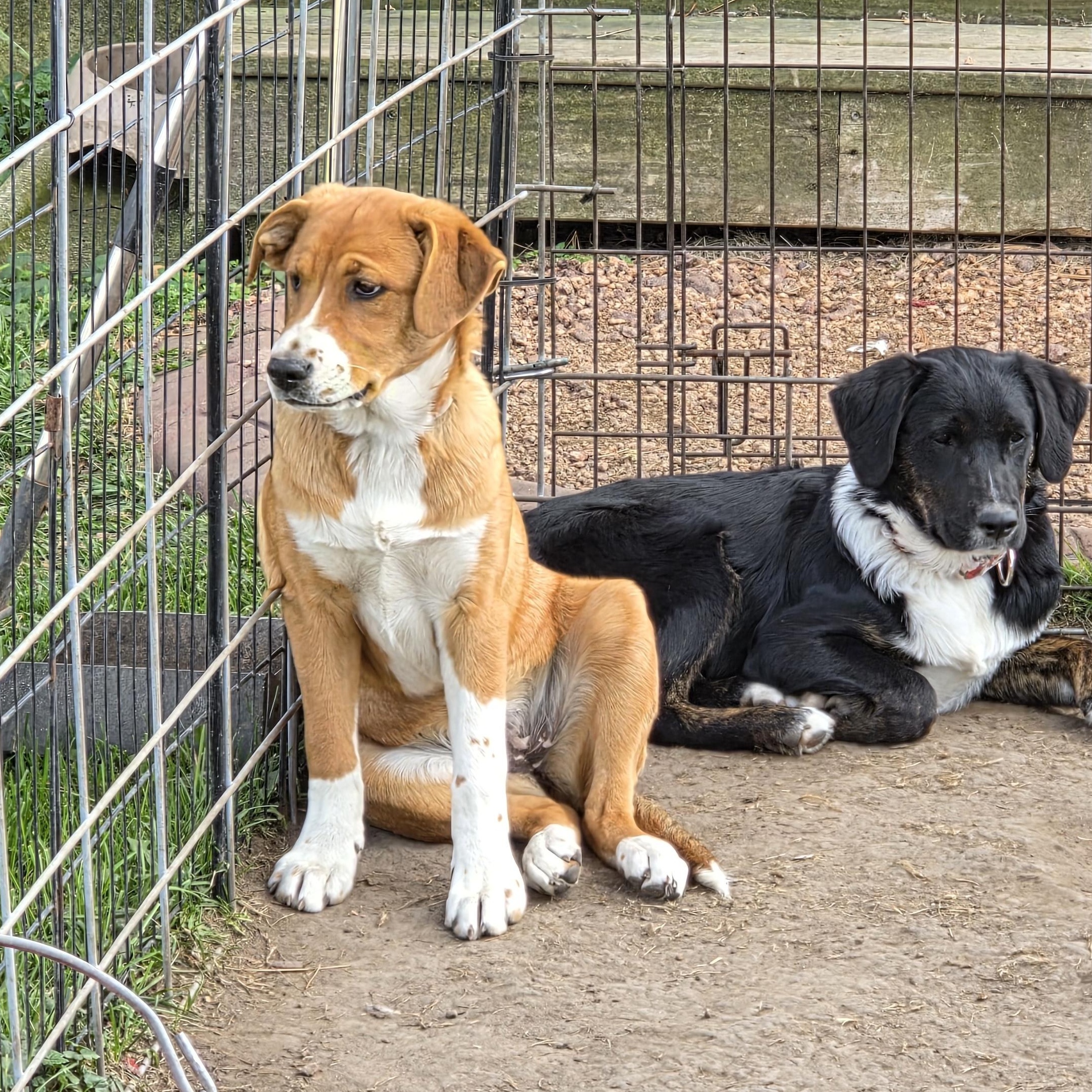 Enlarge ABERDEEN, a Adoptable mixed breed in Evansville, WI image 3/3