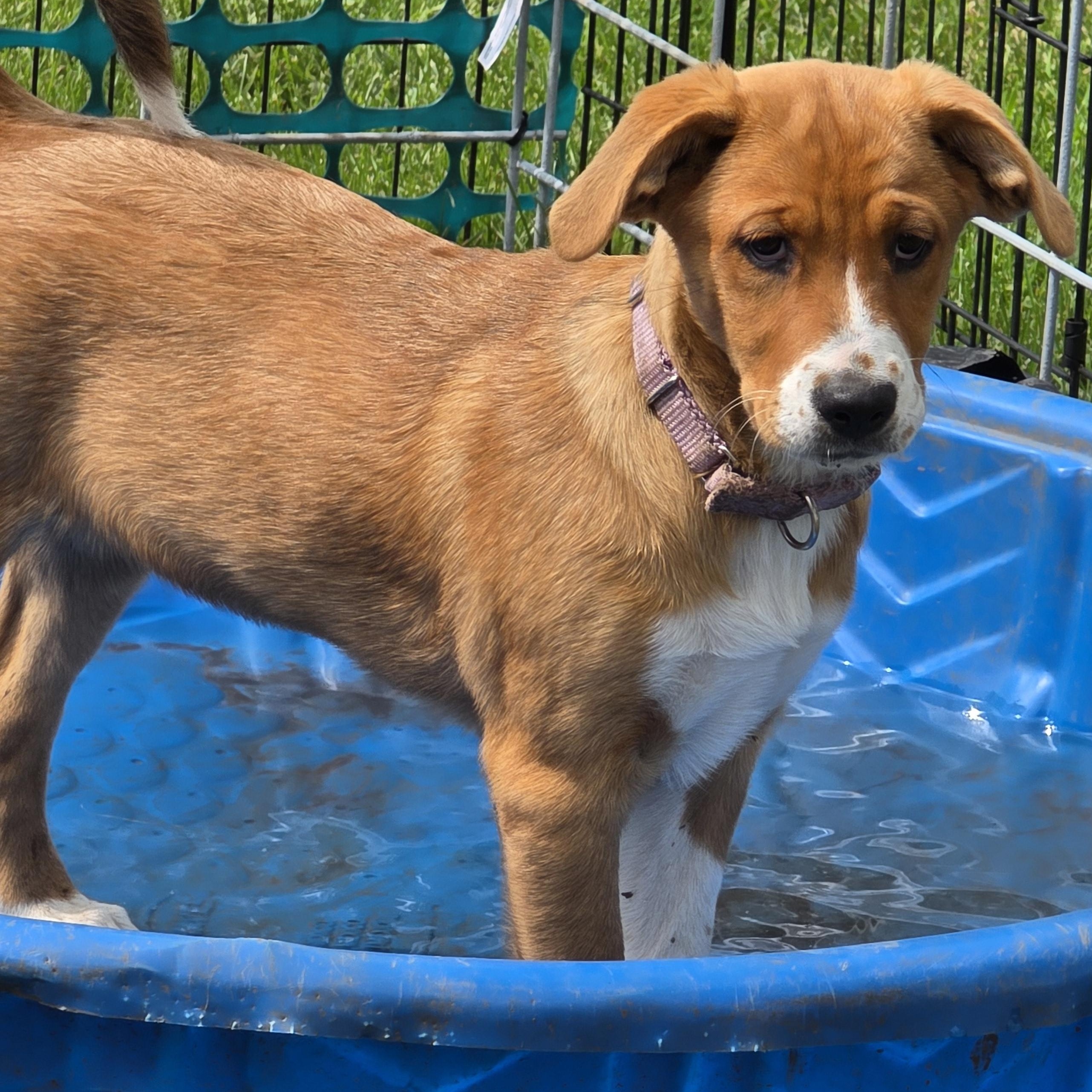 Enlarge ABERDEEN, a Adoptable mixed breed in Evansville, WI image 2/3