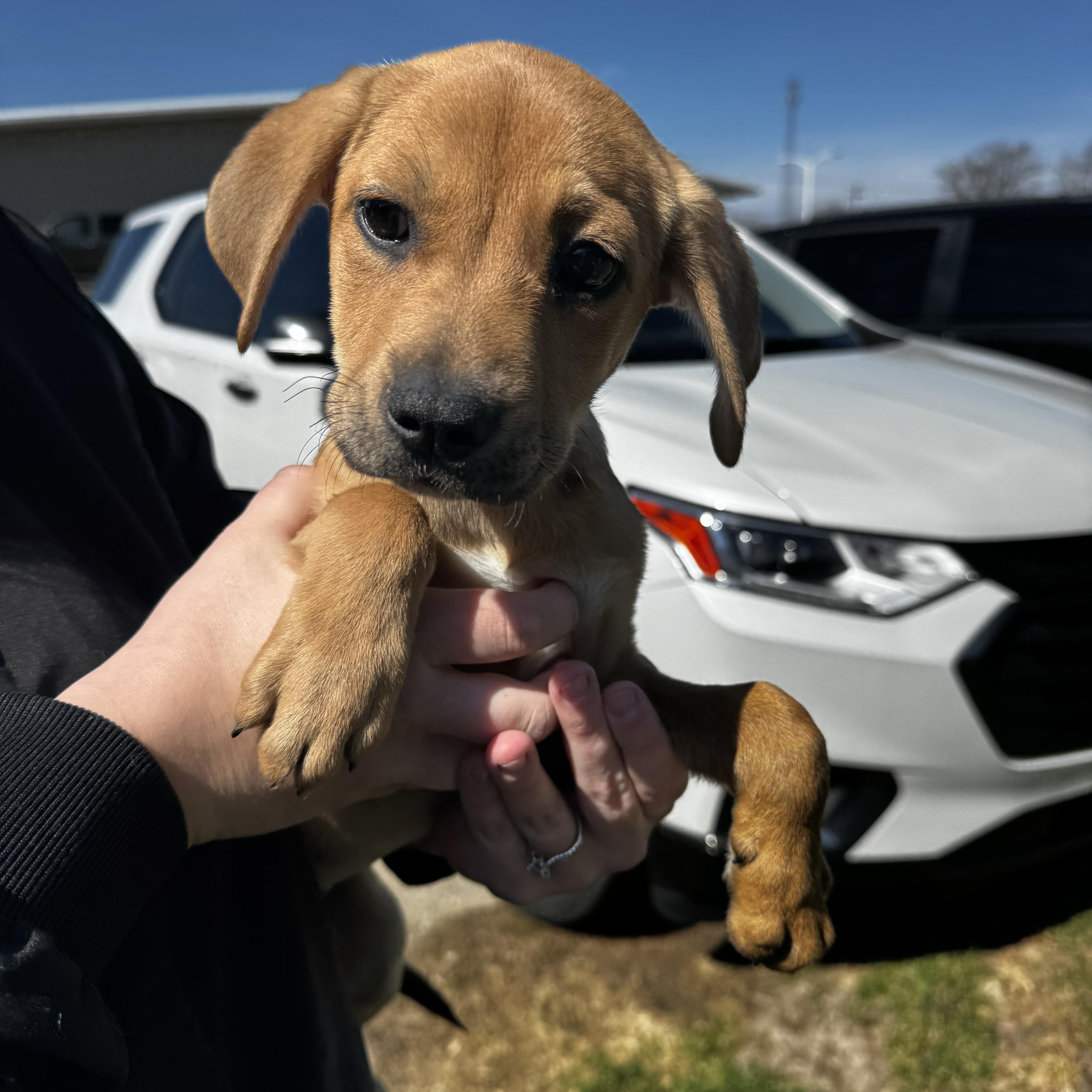 Enlarge Amelia, an adopted Hound in Dodgeville, WI image 1/3
