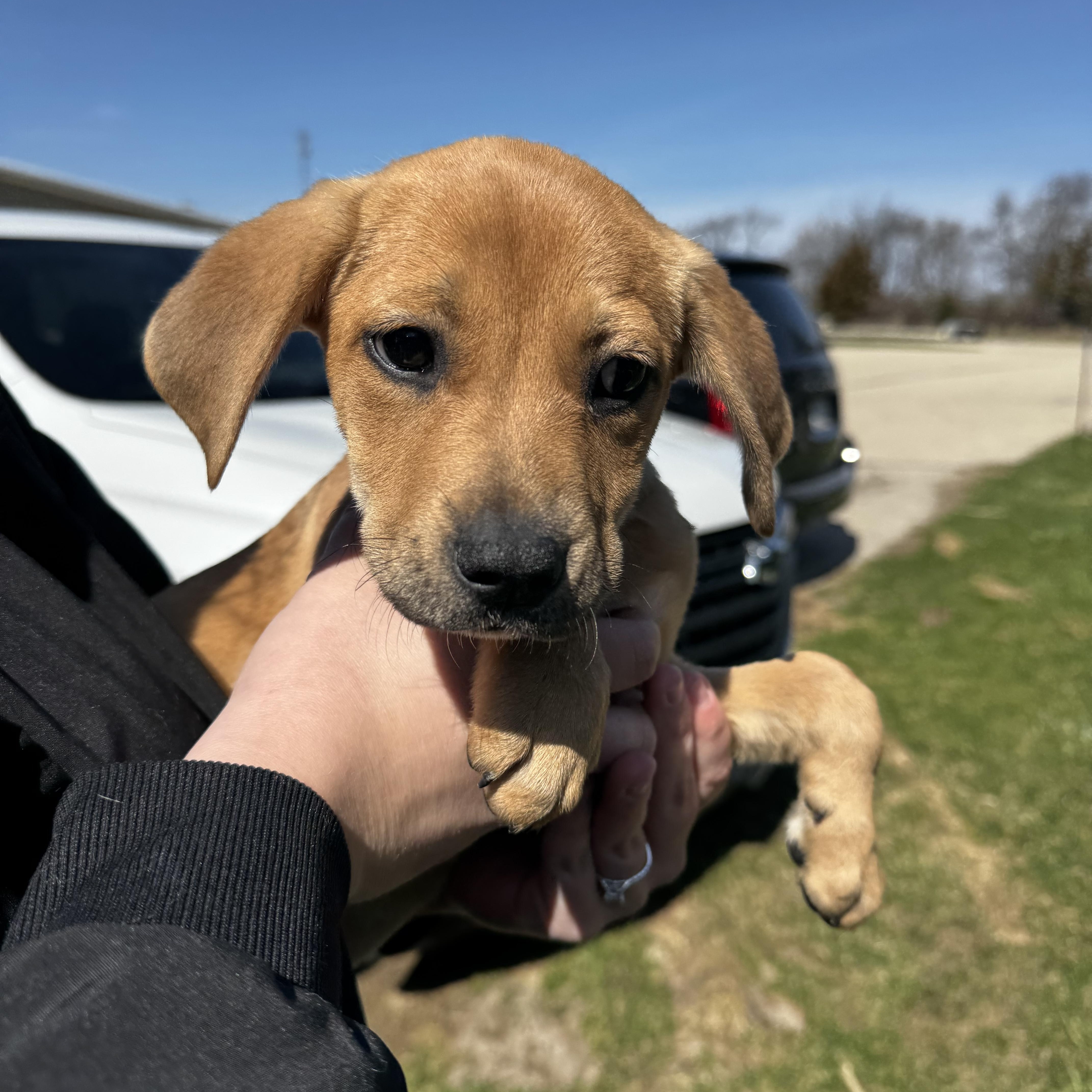 Enlarge Amelia, an adopted Hound in Dodgeville, WI image 3/3