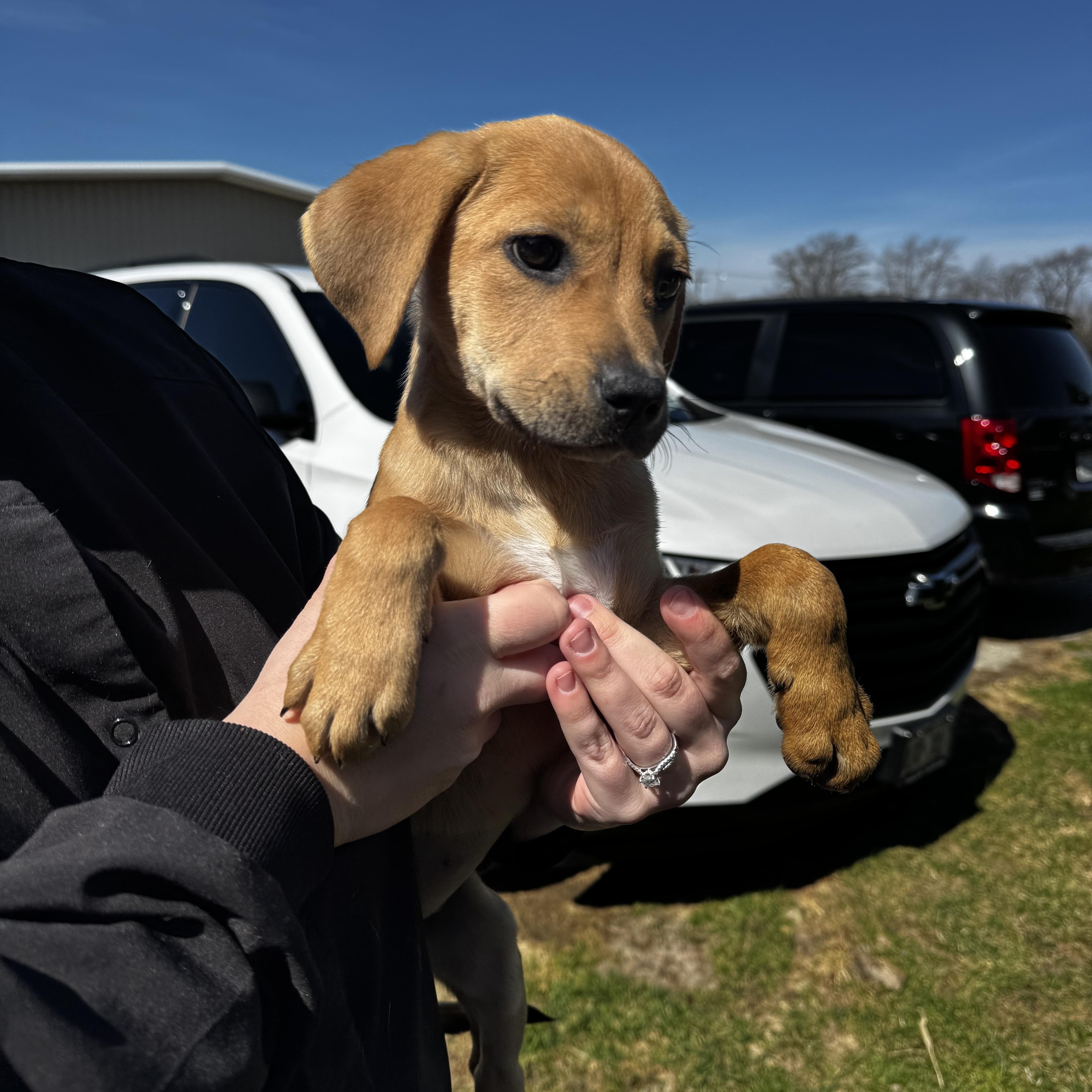 Enlarge Amelia, an adopted Hound in Dodgeville, WI image 2/3