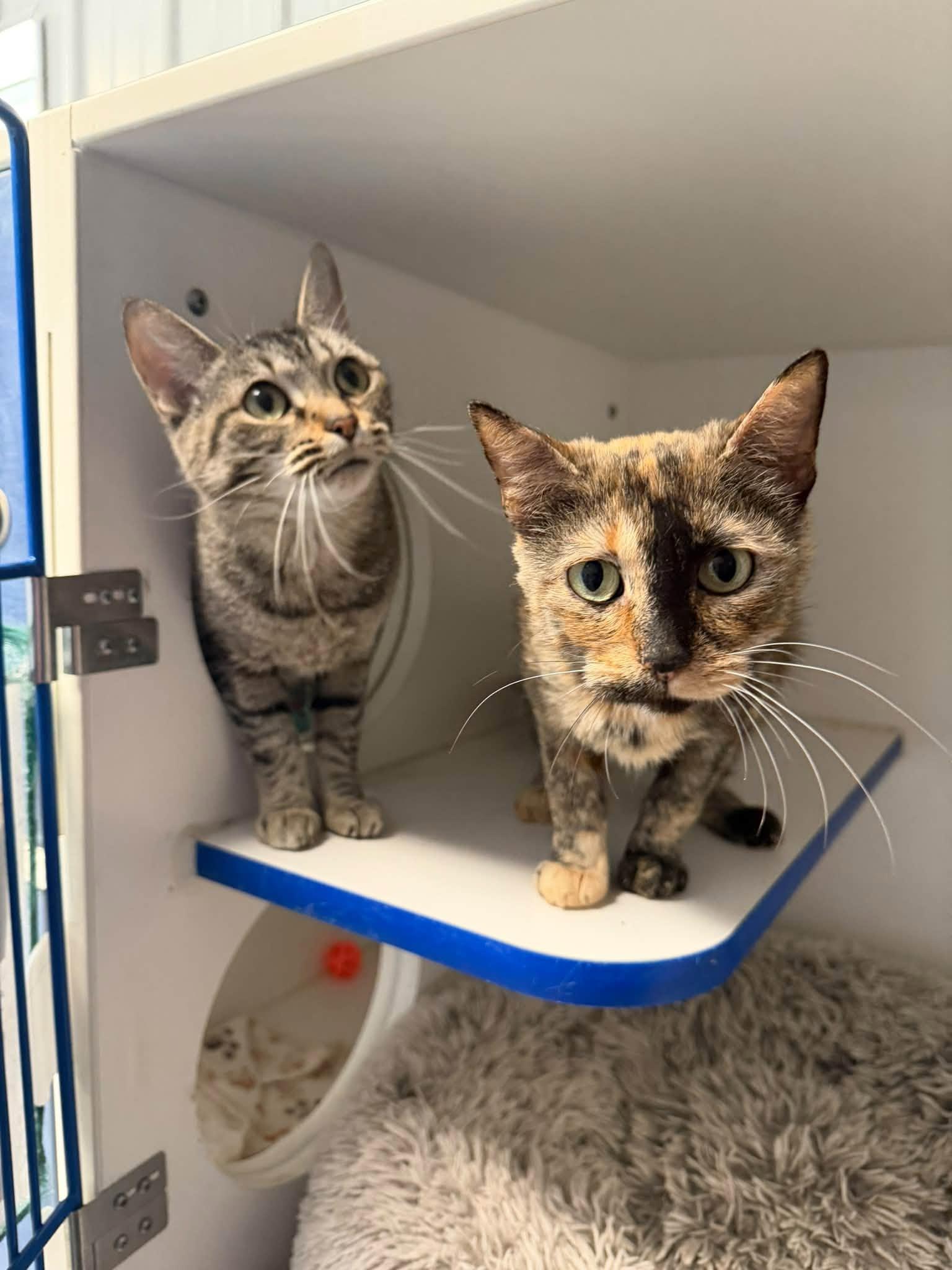 Lola and Anastasia, Adoptable, Adult Female Domestic Short Hair.